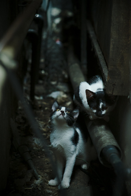 开云体育下载官网-拜仁慕尼黑连续第12次夺得德甲冠军，拜仁慕尼黑连续第12次夺得德甲冠军次数